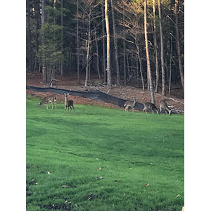 Compost stabilization Day 17 - residential home.